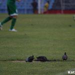 neftohimik-marica-oficialno-predstavqne-85