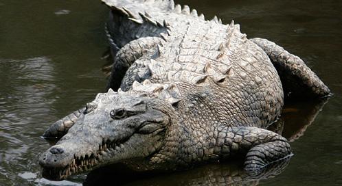 crocodile