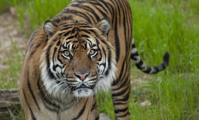 tiger