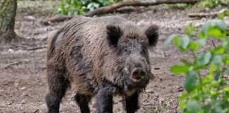 1535022090wild boar 900x600