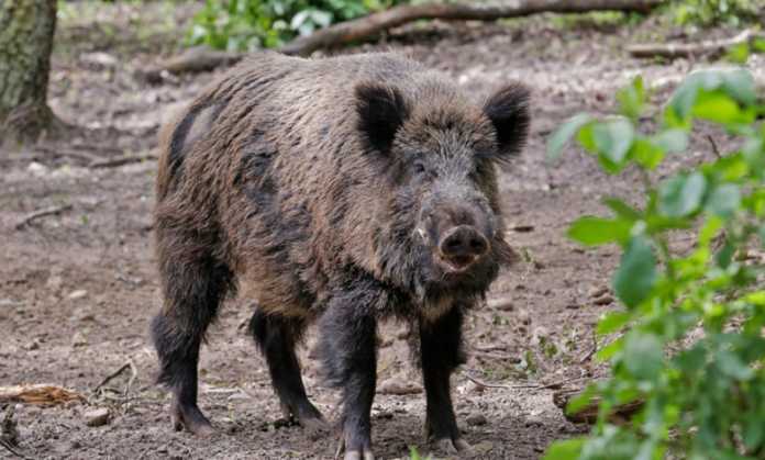 1535022090wild boar 900x600 1535022090wild boar 900x600