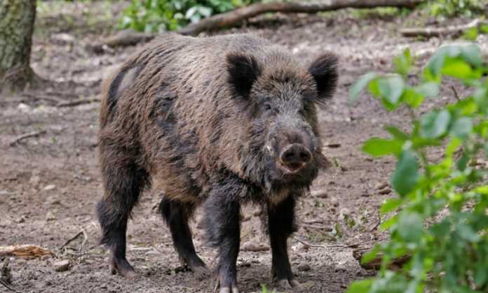 1535022090wild boar 900x600